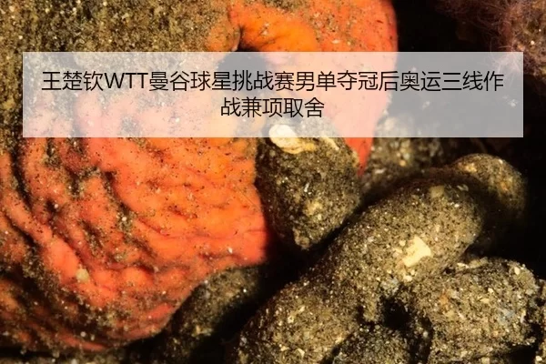 王楚钦WTT曼谷球星挑战赛男单夺冠后奥运三线作战兼项取舍